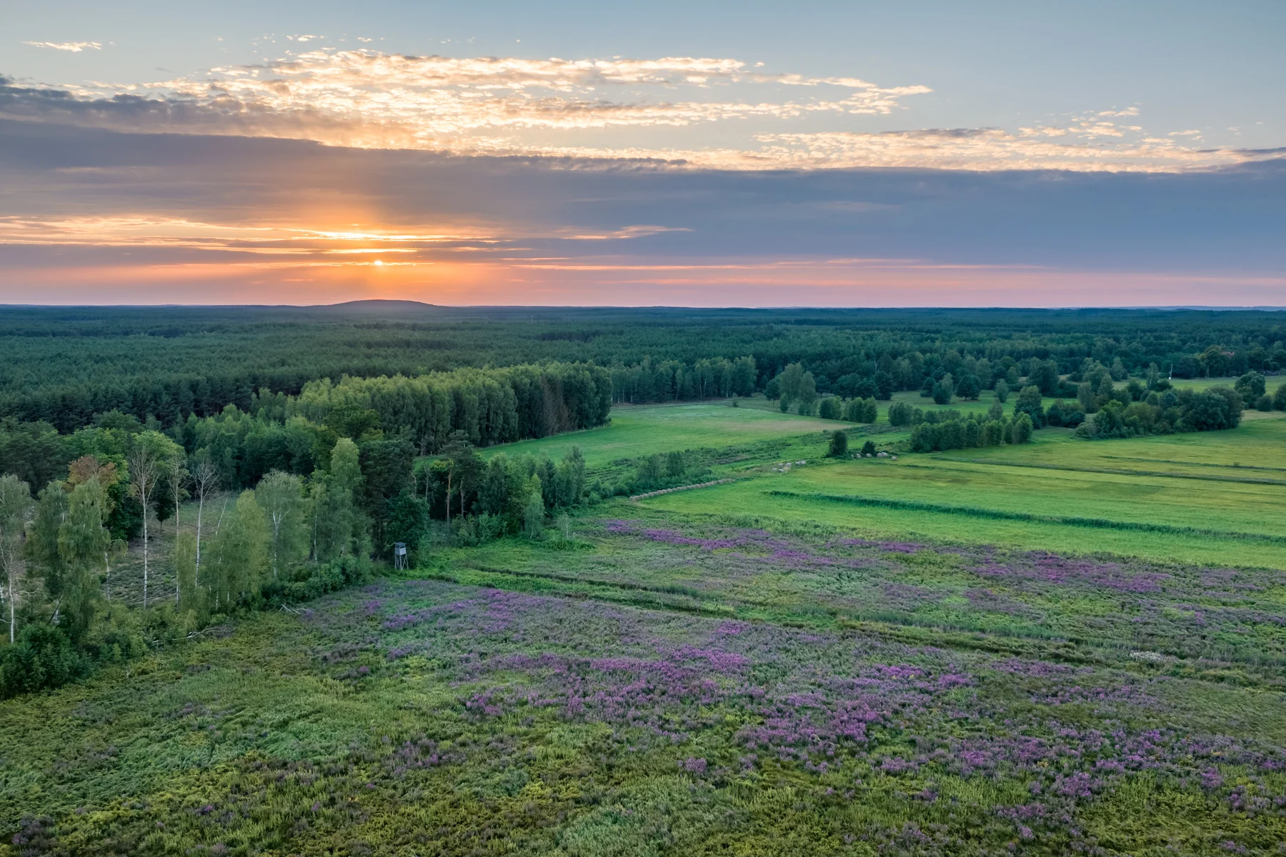 Kwitnące wrzosowisko na skraju lasu, słońce nisko nad horyzontem